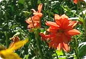 Informal planting