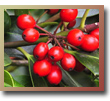 Ilex aquifolium (Holly) 