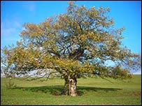 Oswestry tree