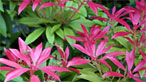 Pink flower bush