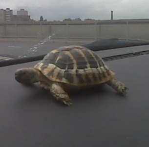 Turtle
