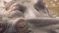 Close-up of hippos