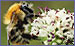 Carder bee (Geoff Simpson/naturepl.com)
