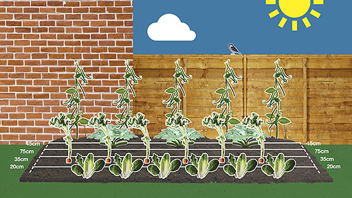 Veg patch with rows of vegetables of different types, with distances between them shown