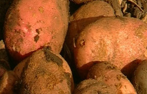 Potatoes