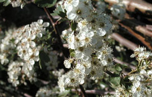 Crataegus monogyna, common hawthorn