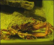Aquarium's crab