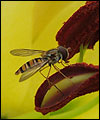 wasp
