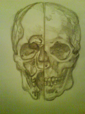 Da Vinci skull