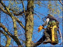 Cutting down the mistletoe