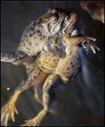 Frogs in the pond