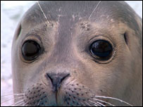 Close-up of common seal