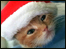 Cat with a Christmas hat
