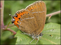 A Black Hairstreak butterfly
