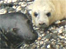 Seals in Cornwall c/o: cornishseals.co.uk
