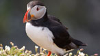 Puffin