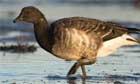Brent goose