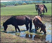 New Forest ponies