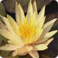 Nymphaea ‘Marliacea Chromatella’, Water lily