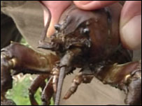 Crayfish