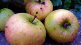 Natural apples...