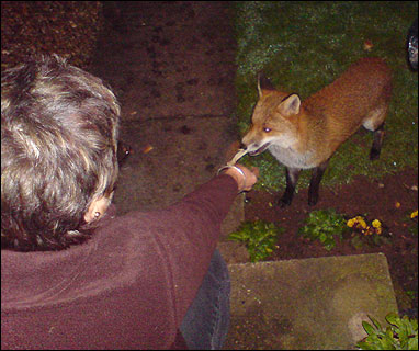 Fox