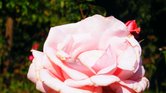 Pink rose