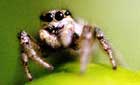 Zebra spider