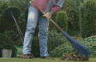 Raking leaves