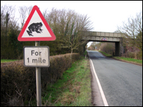 Toad crossing in Queens Head