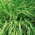 Carex elata 'Aurea', Bowles' golden sedge