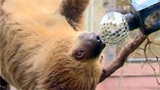 Harry's message from the sloth