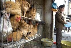 Chickens for sale in a market in China