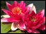 Water Lily