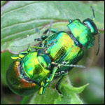 Tansy beetle