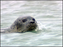 Seal swimming