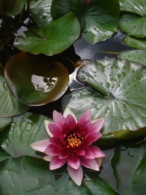 Water Lily
