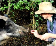 boar