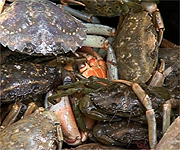 Some of the crabs caught during the competition