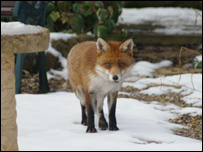 Fox in the snow