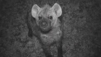 Inquisitive hyena