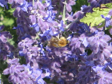 Mr Bee