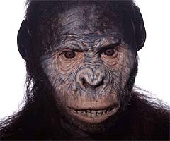 'Lucy': a female Australopithecus afarensis
