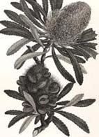 Plant specimen 'Banksia serrata', found at Botany Bay