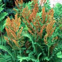 Osmunda regalis, Royal fern