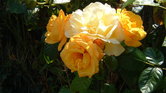 Flowers in summer...