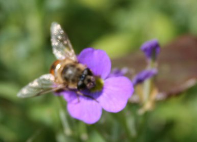 Humble Bee