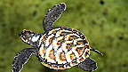 A baby turtle