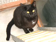 Peggy Sue is a very playful and loving cat