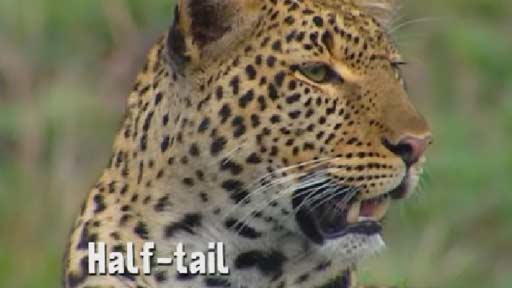 Leopards